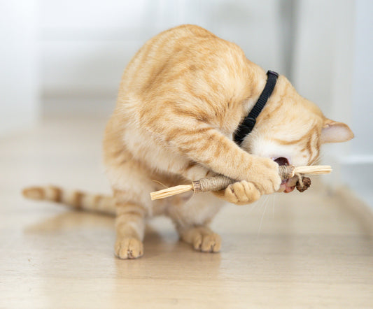 Silvervine Dental Chew