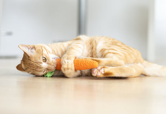 Carrot Dental Chew for Cats