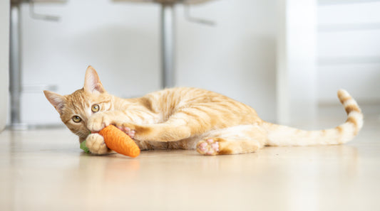 Carrot Dental Chew for Cats