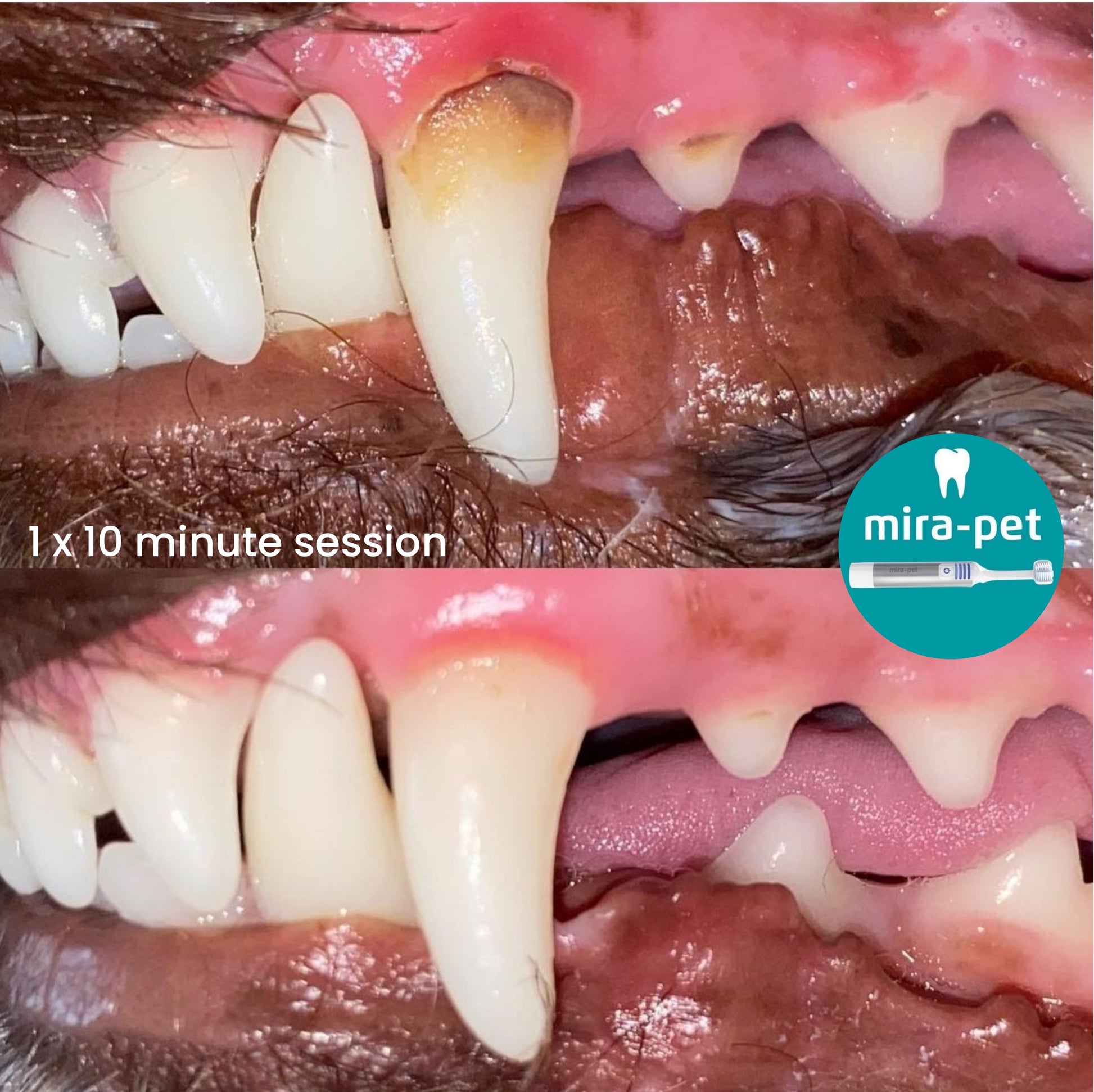 Mirapet Teeth Cleaning Before and After