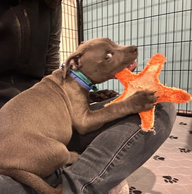 Dental Starfish Chew - Loofah Small