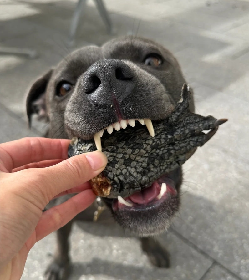 Crocodile Feet Dental Chew