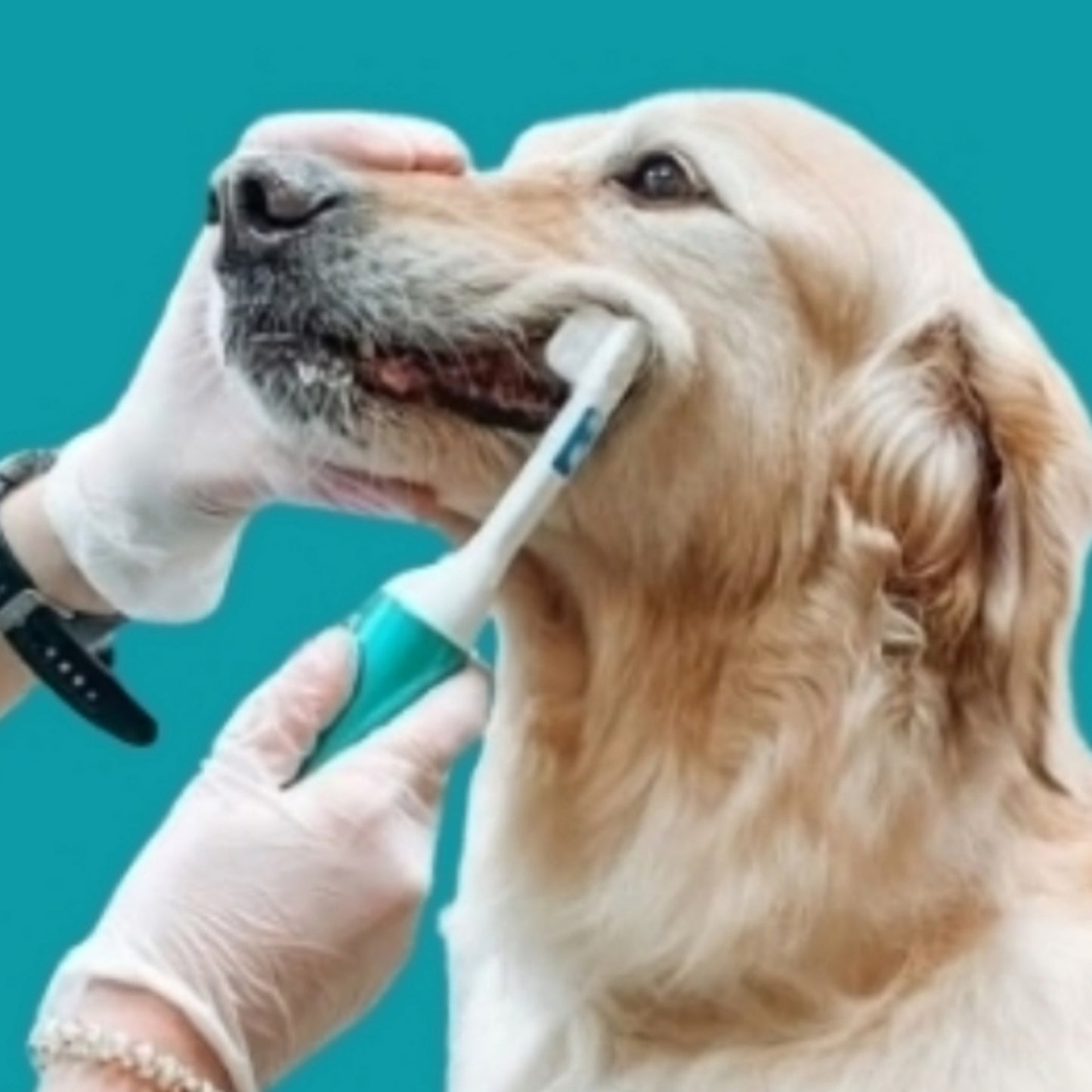 Mira Pet Professional Starter Kit