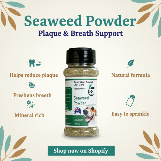 Dental Seaweed Powder - Ascophyllum Nodosum