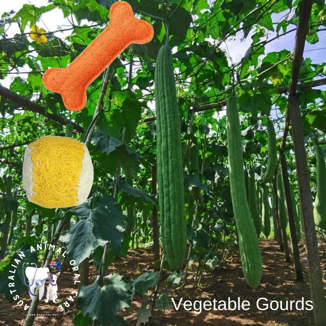 Dental Starfish Chew - Loofah - Large