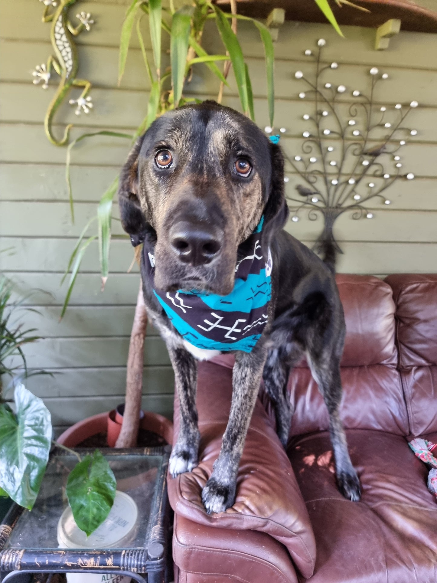 Zuri Bandana