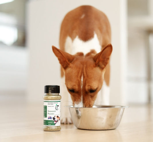 Dental Seaweed Powder