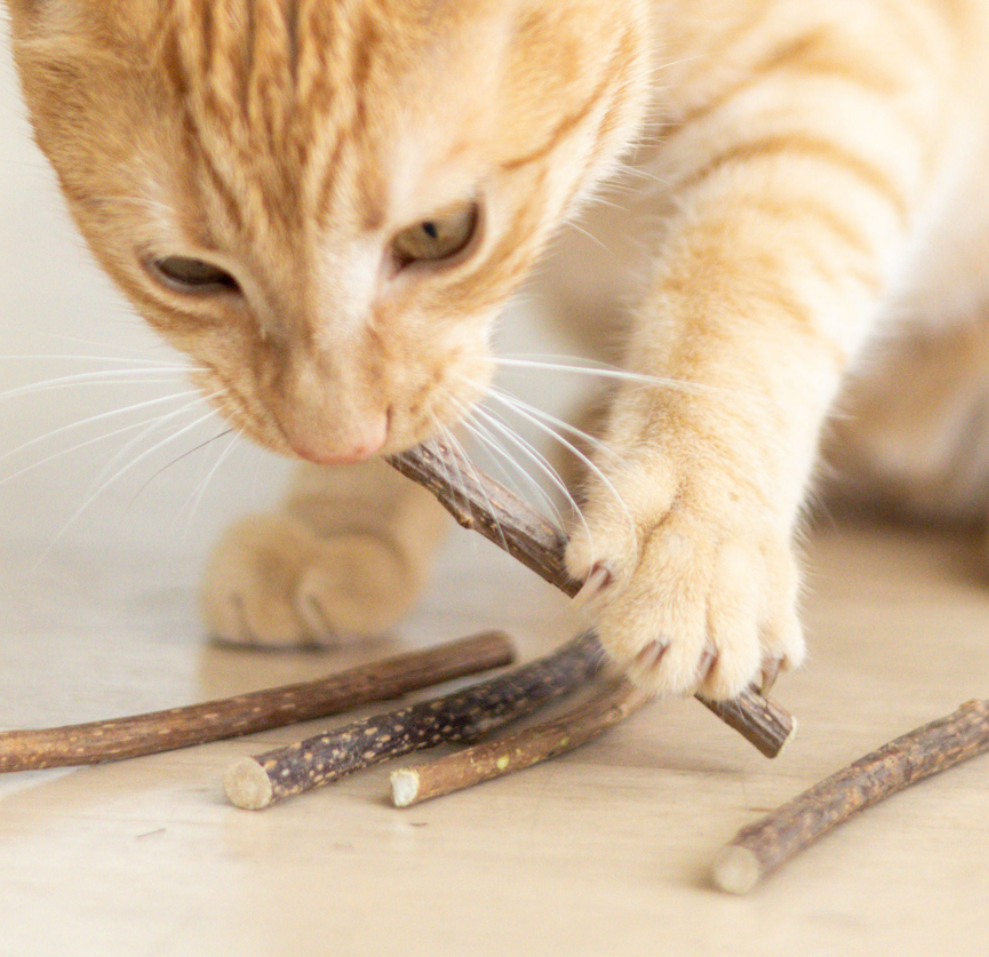 Matatabi Silvervine Dental Stick for Cats – Australian Animal Oral Care