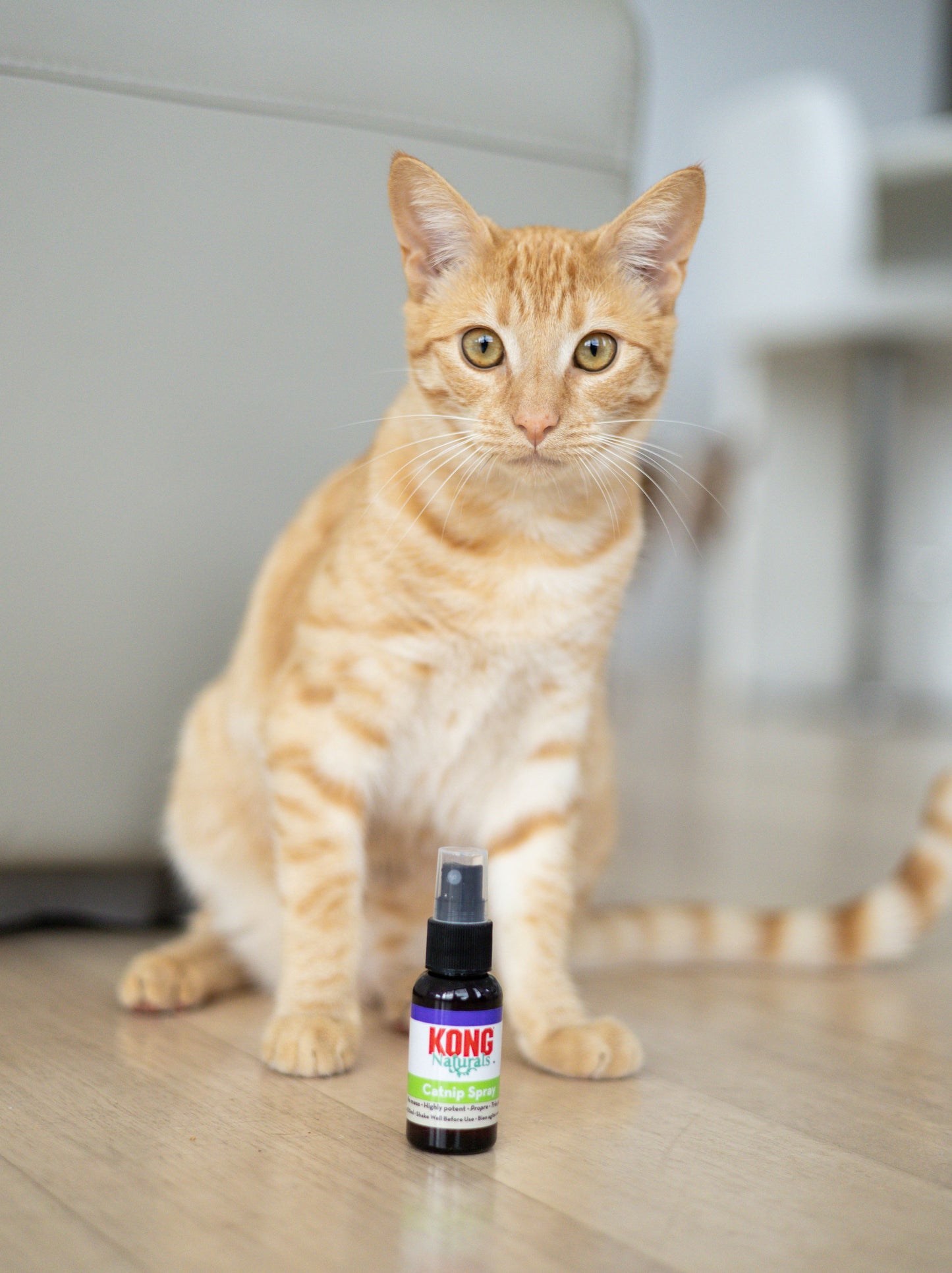 Catnip Spray 30ml