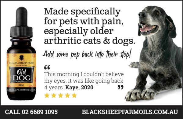 Old Dog – Pet Hemp Oil