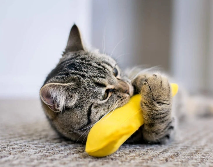 Banana Cat Toy with Catnip