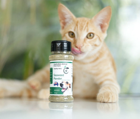 Pet Dental Seaweed Powder -  Ascophyllum Nodosum