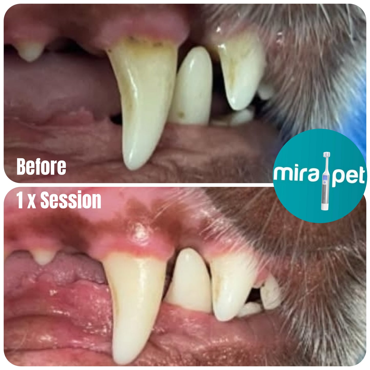 Mira Pet Professional Starter Kit