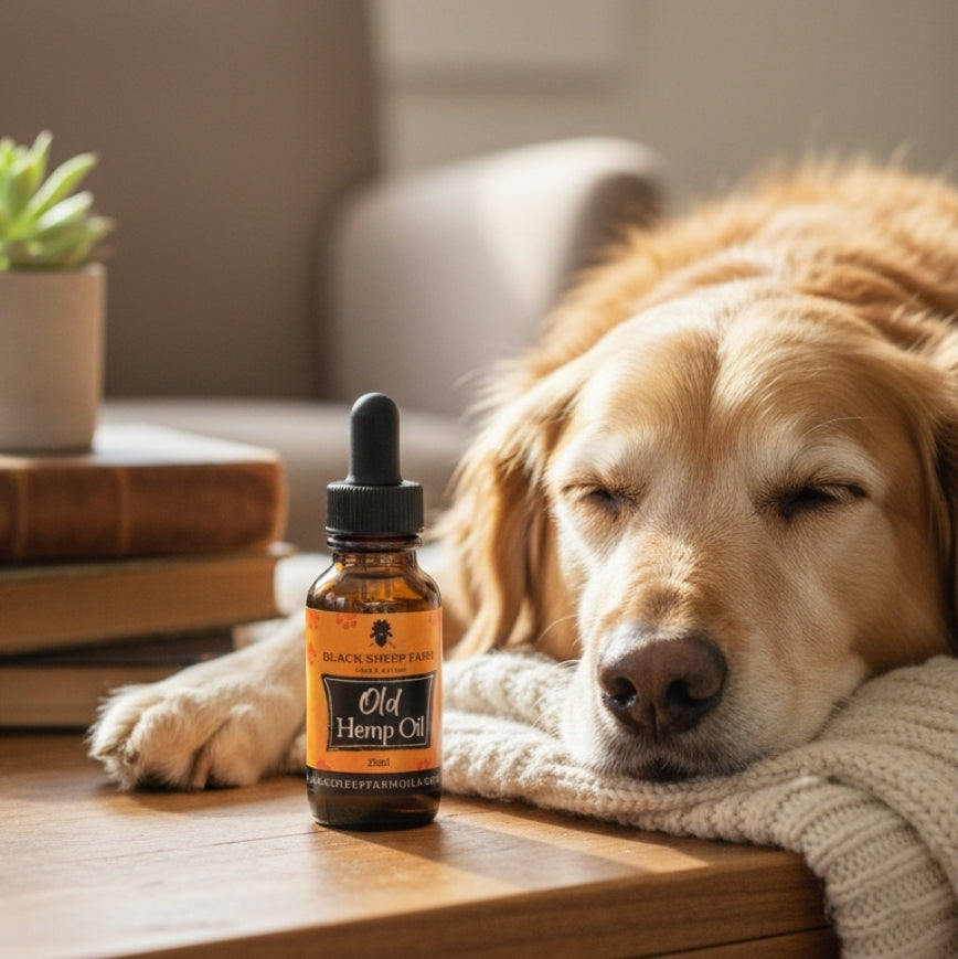 Old Dog – Pet Hemp Oil