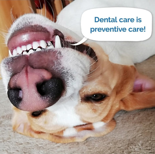 Dental Treat Box