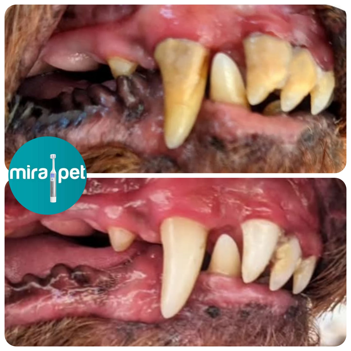 Mira Pet Professional Starter Kit