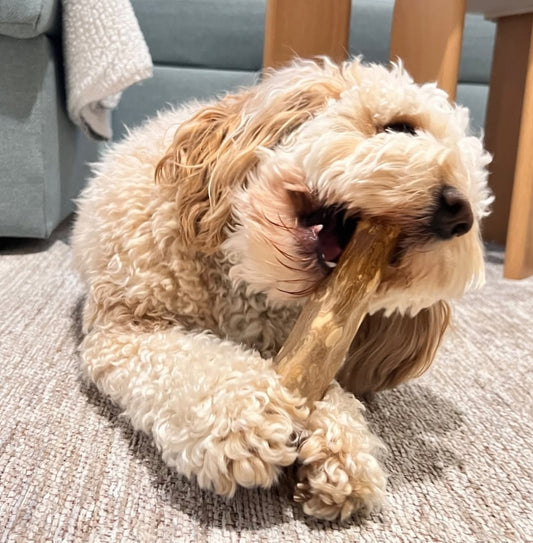 Coffee Wood Dental Chew