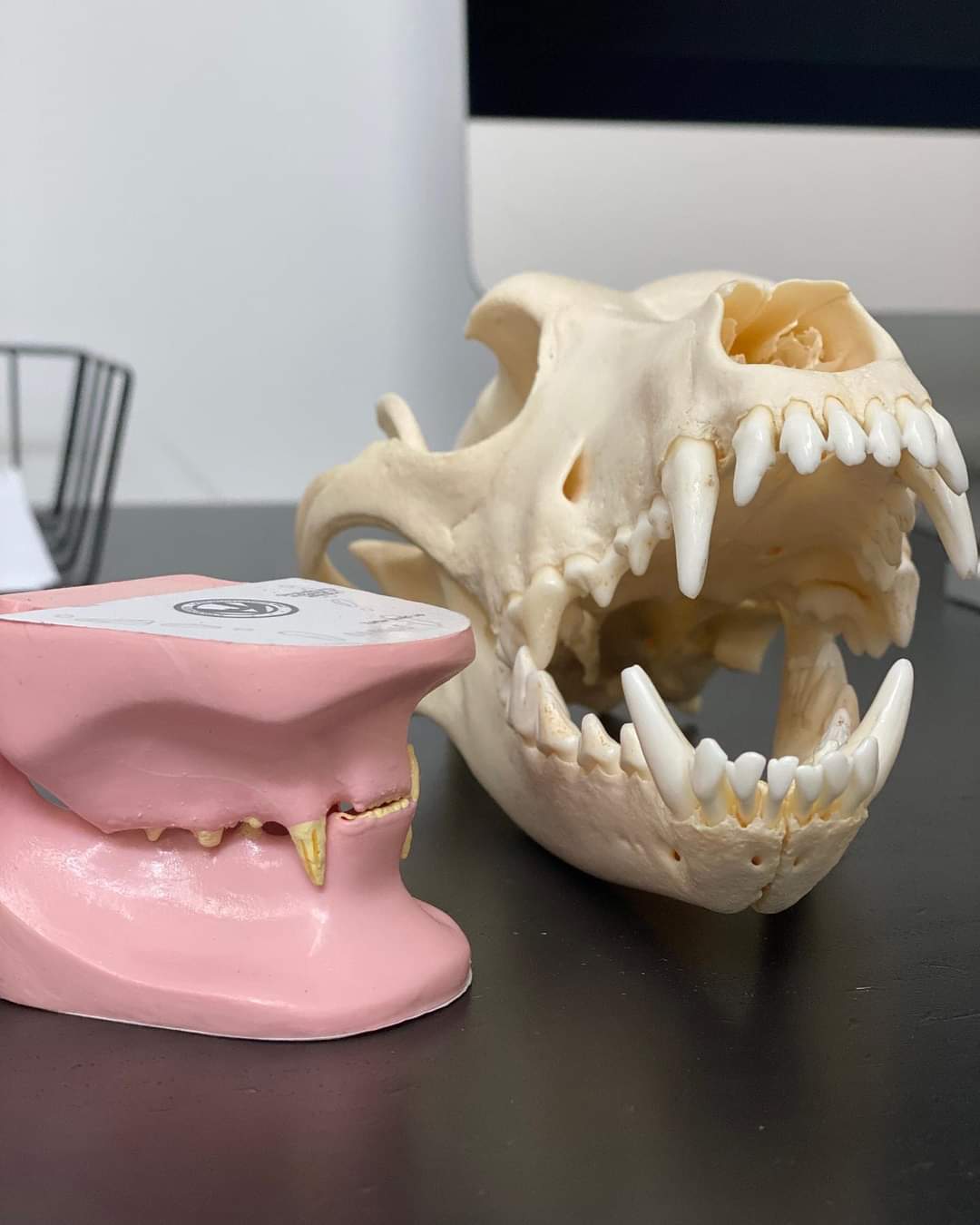 Dental Scale & Polish Booking